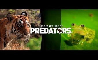 Secret Life of Predators โลกเร้นลับสัตว์นักล่า