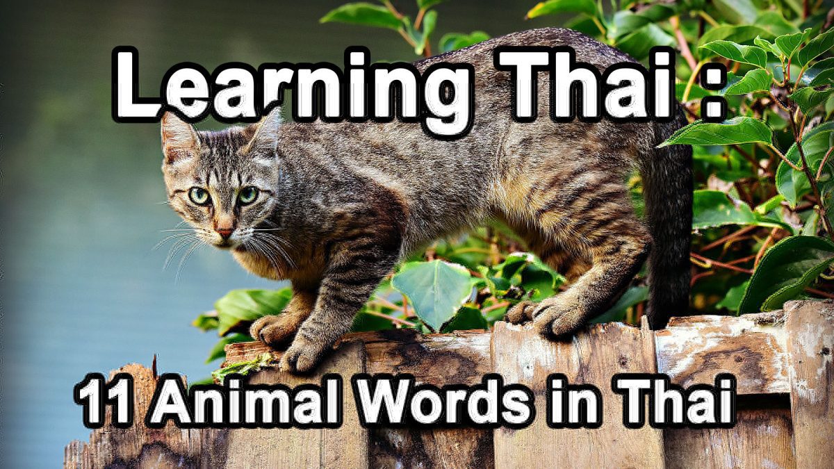 Learning Thai : Animal Words