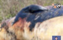 พบซากวาฬบรูด้าเกยตื้นตัวแรกของปี