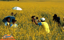 นักท่องเที่ยวแห่ชมทุ่งปอเทือง