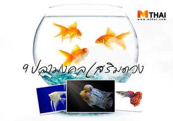 9 ปลามงคล เสริมดวง การค้า อำนาจ เงินทอง และความรัก