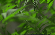 กัญชาสายพันธุ์ใหม่ในอิสราเอล