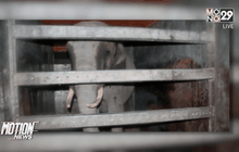 ละครสัตว์เยอรมันทำช้างหลุด เหยียบคนตาย 1