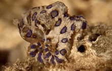 บลูริง…หมึกมรณะ