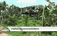 พายุพัดบ้านเรือนและสวนผลไม้เสียหาย