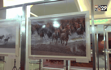 นิทรรศการภาพถ่าย “แสงแห่งทุ่งหญ้ามองโกเลียใน”