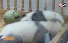จีนเผยโฉมแพนด้าขนเทาครั้งแรก