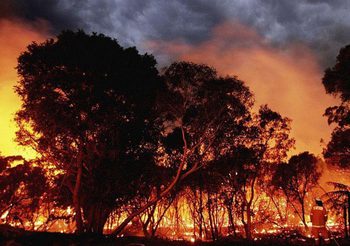 วิกฤต ! ไฟป่าออสเตรเลียจ่อลามเข้า “ซิดนีย์”