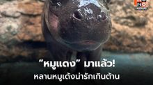 เปิดตัว “หมูแดง” ลูกฮิปโปแคระ ดาวเด่นสวนสัตว์โคราช