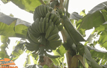 เร่งตรวจสอบสวนกล้วยหอมกลุ่มนายทุนจีน