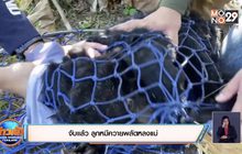จับแล้ว ลูกหมีควายพลัดหลงแม่