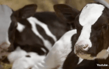 จีนสร้างโรงงานโคลนนิ่งสัตว์