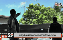 แห่ดูต้นมะม่วงออกช่อคล้ายหัวพญานาค