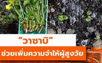 วิจัยเผย “วาซาบิ”ช่วยเพิ่มความจำให้ผู้สูงวัย