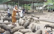 หมูป่า 600 ตัวในสำนักสงฆ์ขาดแคลนอาหาร