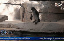 สวนสัตว์ดัลลัสเผยโฉมลูกเพนกวินเกิดใหม่
