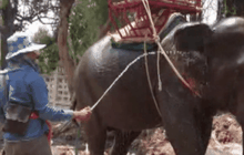 ฉีดน้ำคลายร้อนให้ช้างกว่า 250 เชือก