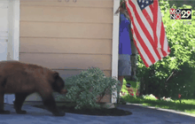 เมื่อหมีกับคนเจอกันแบบไม่ตั้งตัว