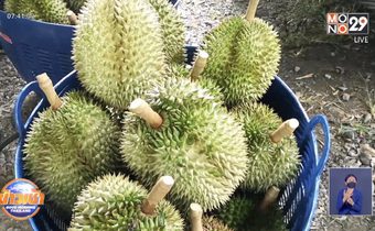 ททท.ตรัง เตรียมดันทุเรียนเกรดเอ เป็นสินค้าที่ระลึก