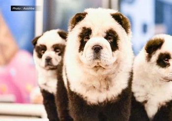 วิจารณ์ยับ ! คาเฟ่สัตว์ในจีน จับสุนัขย้อมสีให้ดูเหมือนหมีแพนด้า
