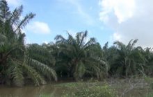 ชาวสวนเดือดร้อนถูกขโมยตัดทลายปาล์ม