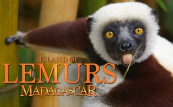Island of Lemurs: Madagascar สารคดี ลีเมอร์ ตะลุยมาดากัสการ์