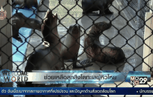 ช่วยเหลือลูกสิงโตทะเลผู้หิวโหย