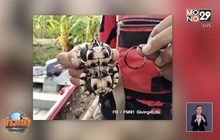 สุดสงสาร เต่าถูกหนังยางรัดกระดองจนเบี้ยวผิดรูป