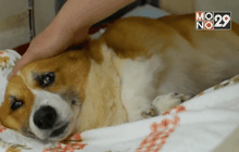 บ้านสำหรับสุนัขวัยชราในญี่ปุ่น