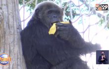 ให้รางวัล “เจ้าจ้อน” ลิงชิมแปนซีแสนรู้ทายผลบอลยูโร