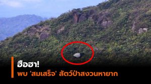 ฮือฮา! พบ ‘สมเสร็จ’ สัตว์ป่าสงวนหายาก บนเทือกเขาบรรทัด