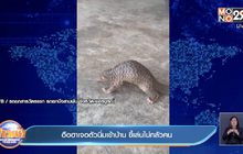 ฮือฮาเจอตัวนิ่มเข้าบ้าน ขี้เล่นไม่กลัวคน