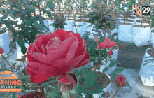 ต้นกุหลาบจิ๋ว ขายดีรับวาเลนไทน์