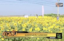 ชมดอกทานตะวัน จ.นครสวรรค์