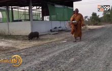 ฮือฮา! พบหมูแสนรู้เดินตามพระสงฆ์บิณฑบาตร