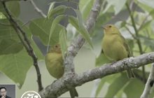 การท่องเที่ยวเพื่อการดูนกในบราซิล