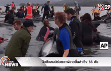 นิวซีแลนด์ช่วยวาฬเกยตื้นสำเร็จ 66 ตัว