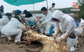 กรมทะเลเผยผลชันสูตรวาฬบรูด้าเกยตื้นที่ชายฝั่งบางปู พบสาเหตุจากถูกใบพัดเรือ