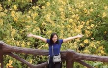 ชมทุ่งดอกบัวตองเชียงราย ท่ามกลางอากาศหนาว