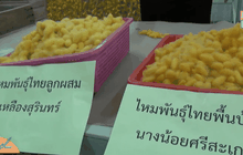 นักวิจัยพบหนอนไหมออกฤทธิ์เทียบ “ยาไวอากร้า”