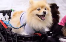 ตัวอย่างแรกซีรีส์สารคดี Dogs อวดความน่ารักเพื่อนสี่ขาขนปุย