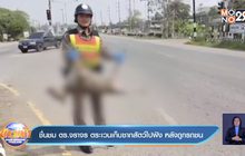ชื่นชม ตร.จราจร ตระเวนเก็บซากสัตว์ไปฝัง หลังถูกรถชน