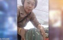 พิษโควิด แตงโมขายไม่ได้ เจ้าของสวนไลฟ์สดขายเองหมดเกลี้ยง 100 ไร่