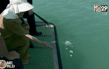 ออสเตรเลียช่วยชาวญี่ปุ่นลอยอังคารรำลึกสงครามโลก