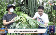 สำรวจราคาต้นไม้ตลาดพระเงิน