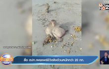 สื่อ ตปท.เผยแพร่ชีวิตลิงอ้วนหนักกว่า 20 กก.