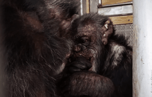 องค์กรพิทักษ์สัตว์เรียกร้องซีรีส์ Zoo หยุดใช้สัตว์เข้าฉากจริง