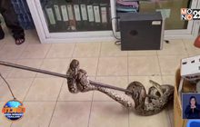 งูเหลือมบุกห้องสืบสวน ตำรวจต้องเรียกเทศบาลช่วยจับ