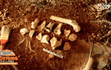 พบโครงกระดูก อายุกว่า500ปี คาดเป็นสุสานชาวเลในอดีต