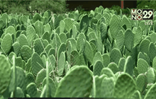 เปลี่ยนกระบองเพชรให้กลายเป็นไฟฟ้า